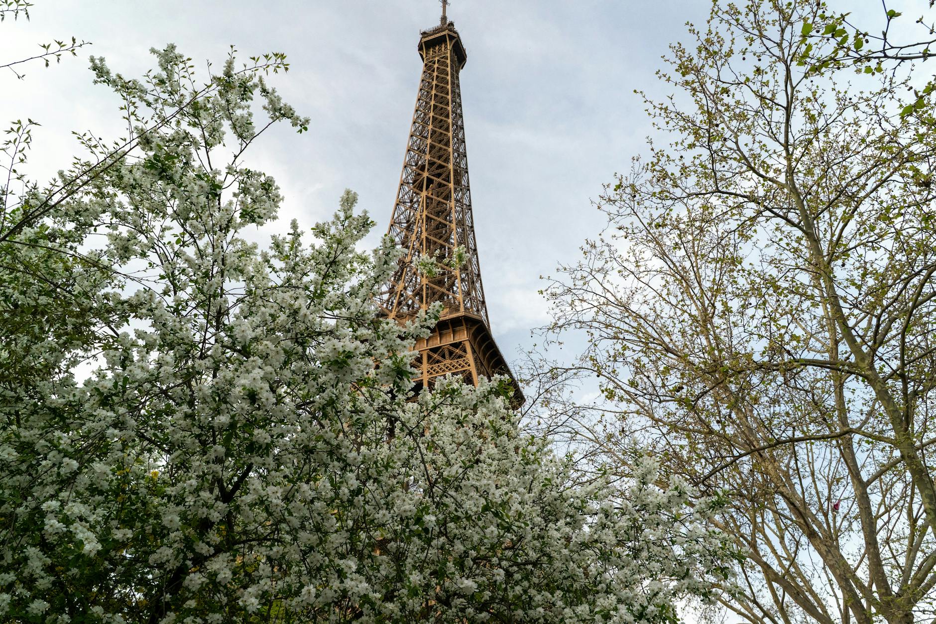 Cherry blossoms in bloom near the Eiffel Tower during spring in Paris