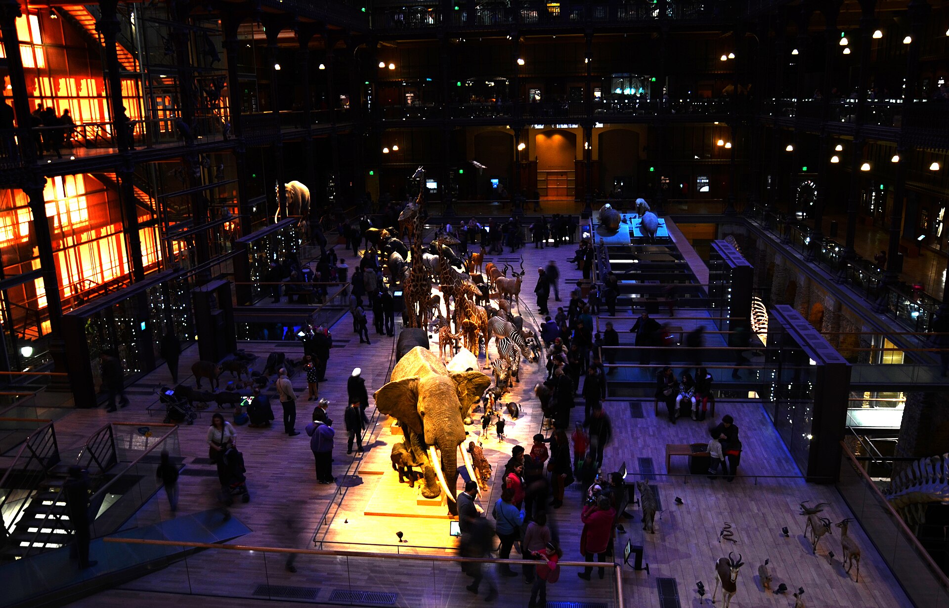 The interior of the Grande Galerie de l'Évolution seen from an upper balcony, with a lit procession of stuffed animals crossing the dark floor and visitors walking among them