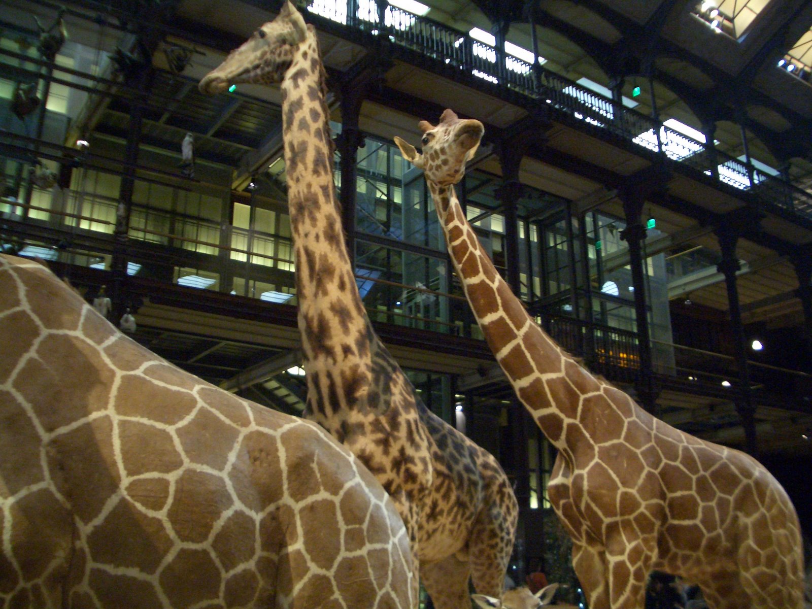 Two stuffed giraffes standing tall inside the iron-framed hall of the Grande Galerie de l'Évolution, with balconies of display cases behind