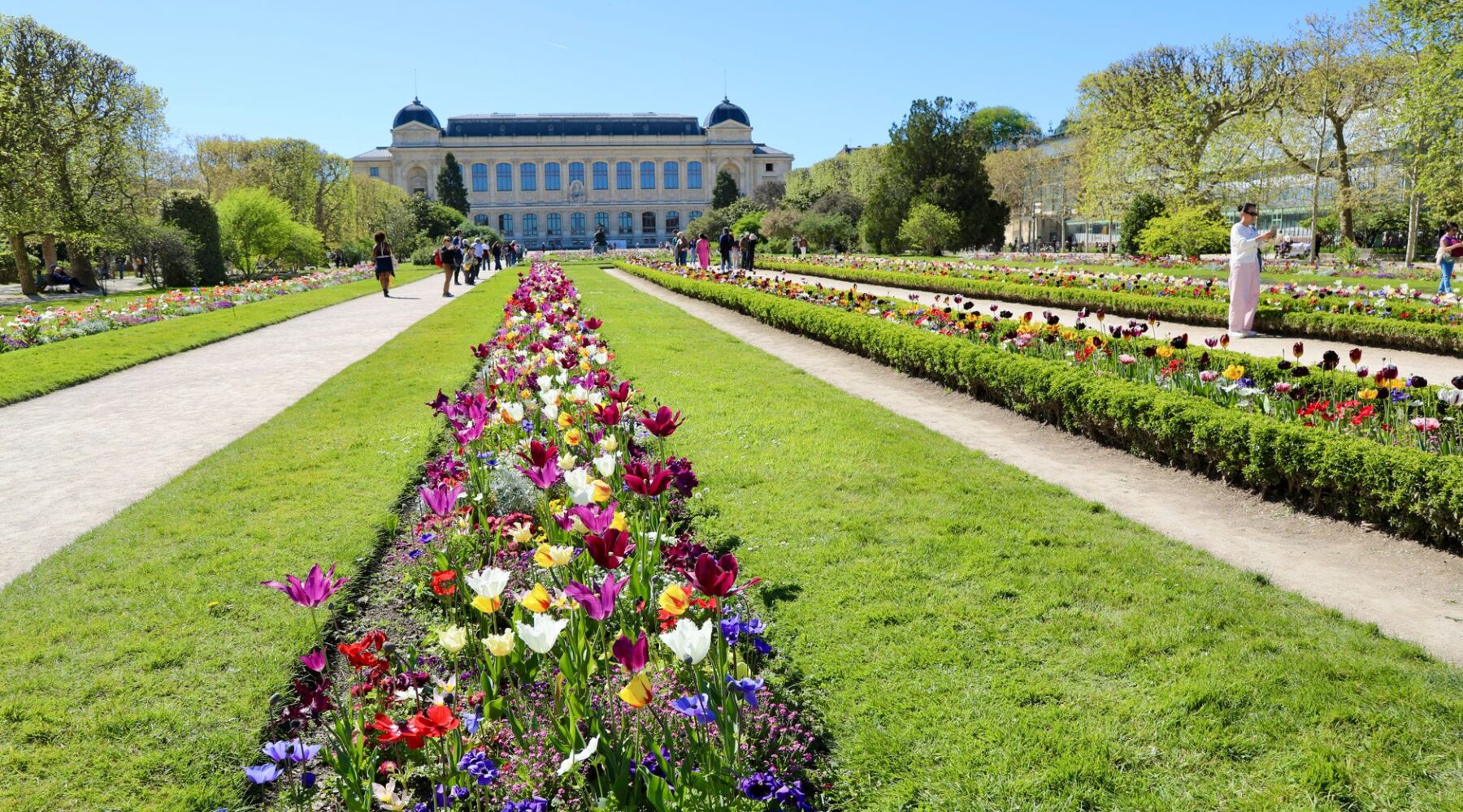 Long flowerbeds of tulips between lawns and paths in the Jardin des Plantes, leading to the Grande Galerie de l'Évolution under a blue sky