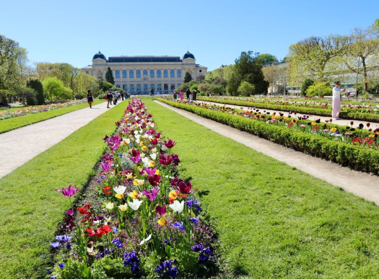 Long flowerbeds of tulips between lawns and paths in the Jardin des Plantes, leading to the Grande Galerie de l'Évolution under a blue sky