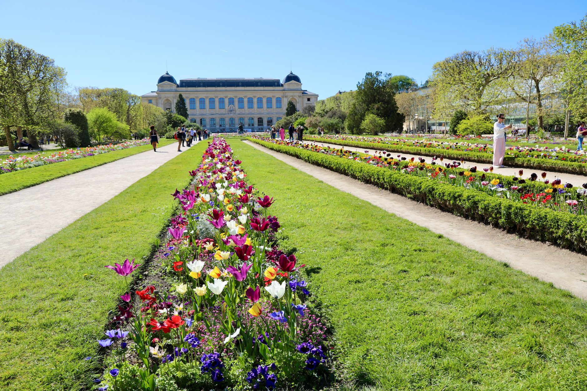 Long flowerbeds of tulips between lawns and paths in the Jardin des Plantes, leading to the Grande Galerie de l'Évolution