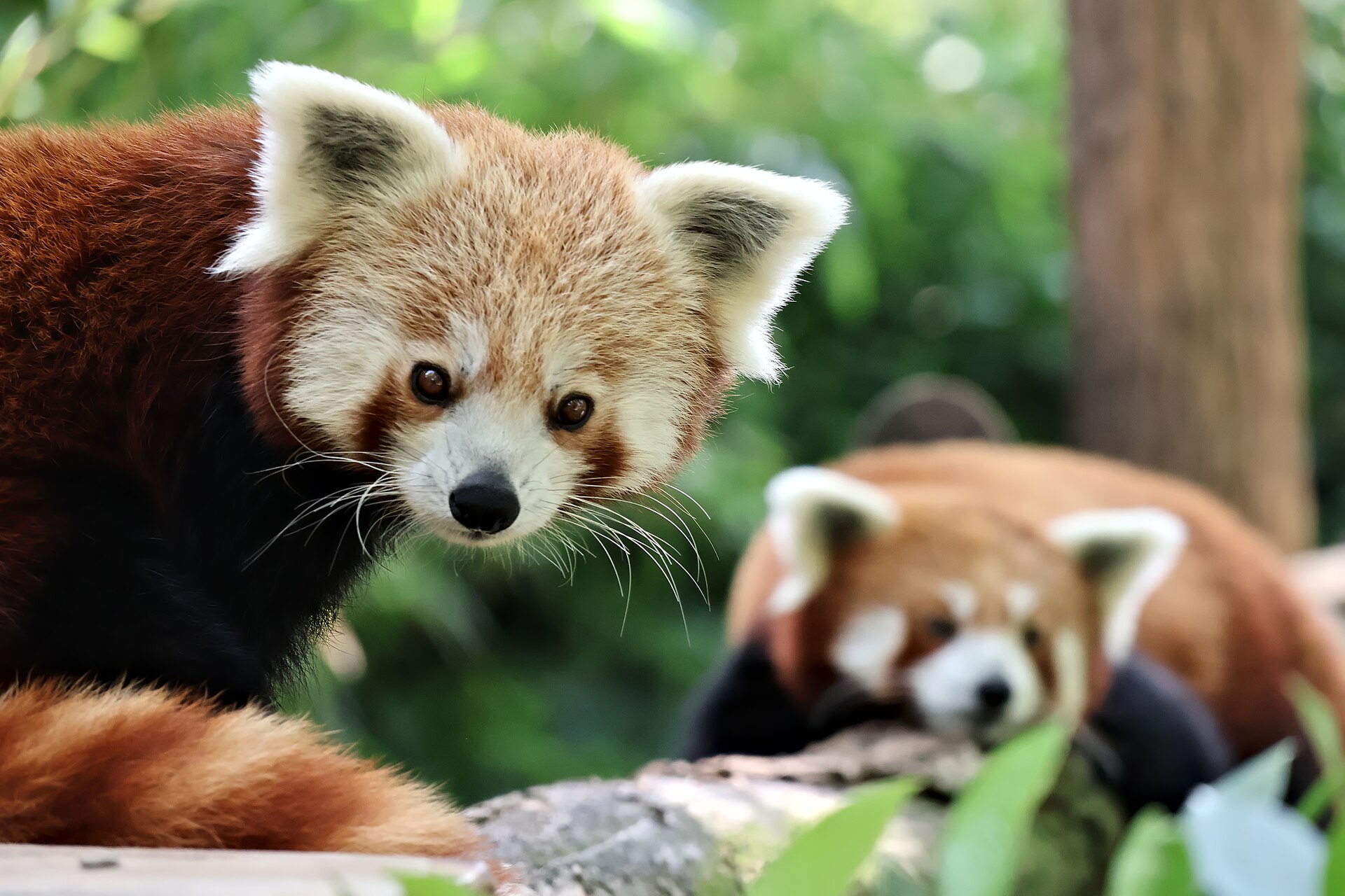 Two red pandas in the Ménagerie of the Jardin des Plantes, one looking at the camera with the other resting on a branch behind