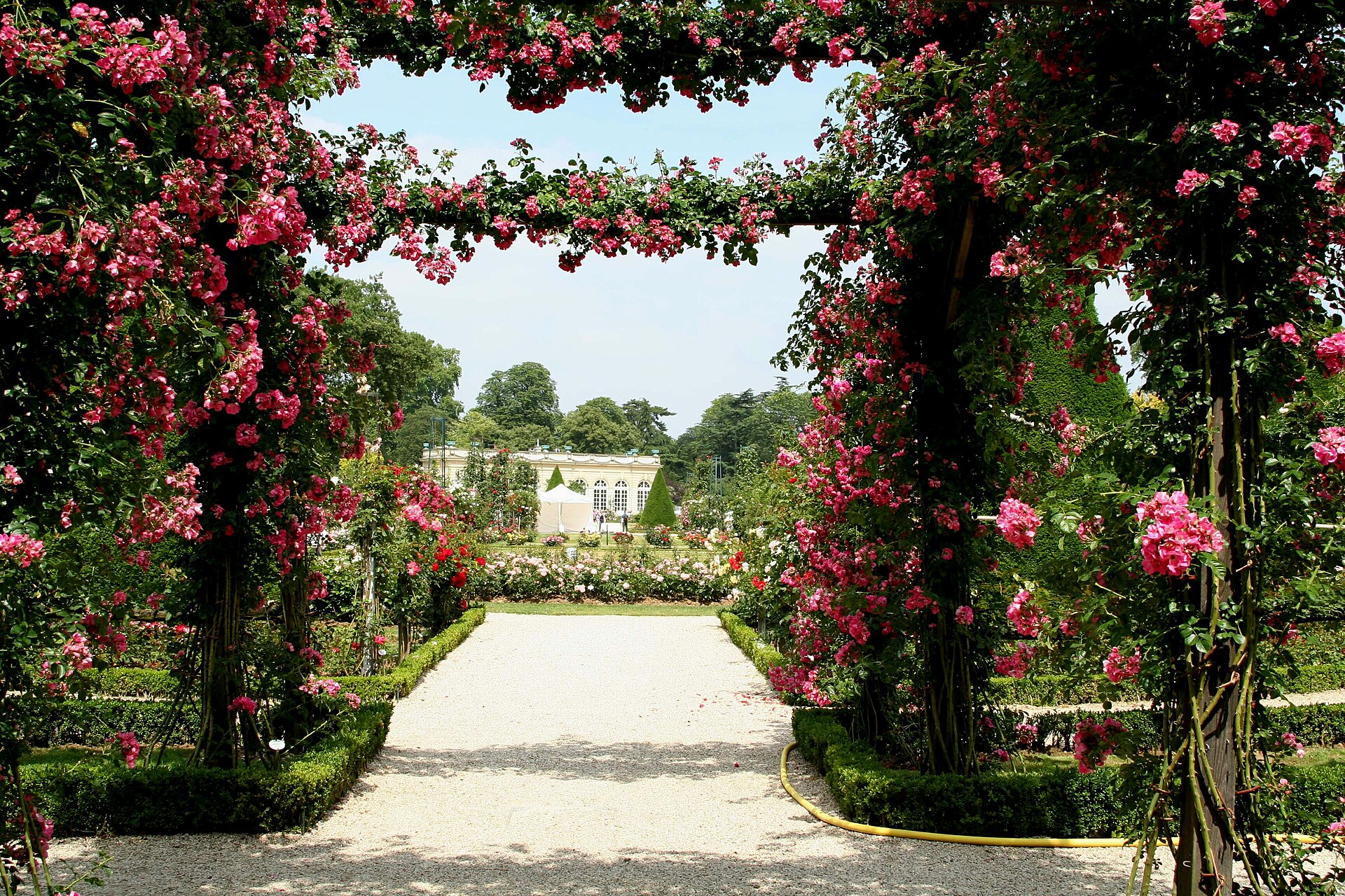 A gravel path passing under arches covered in deep pink climbing roses in the rose garden at Parc de Bagatelle
