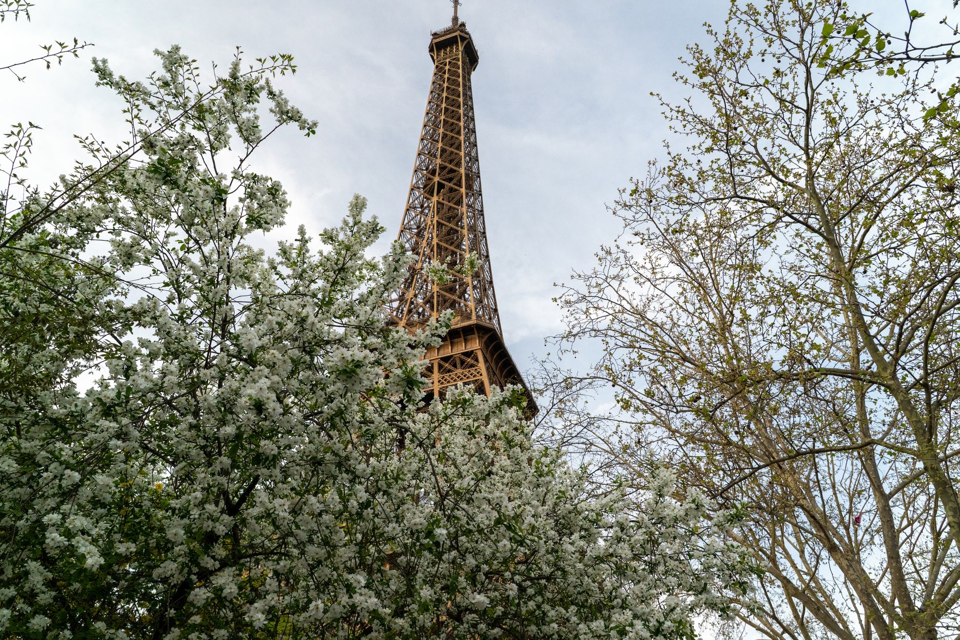The top of the Eiffel Tower rising behind a tree covered in white blossom, with bare branches of another tree beside it under a pale sky