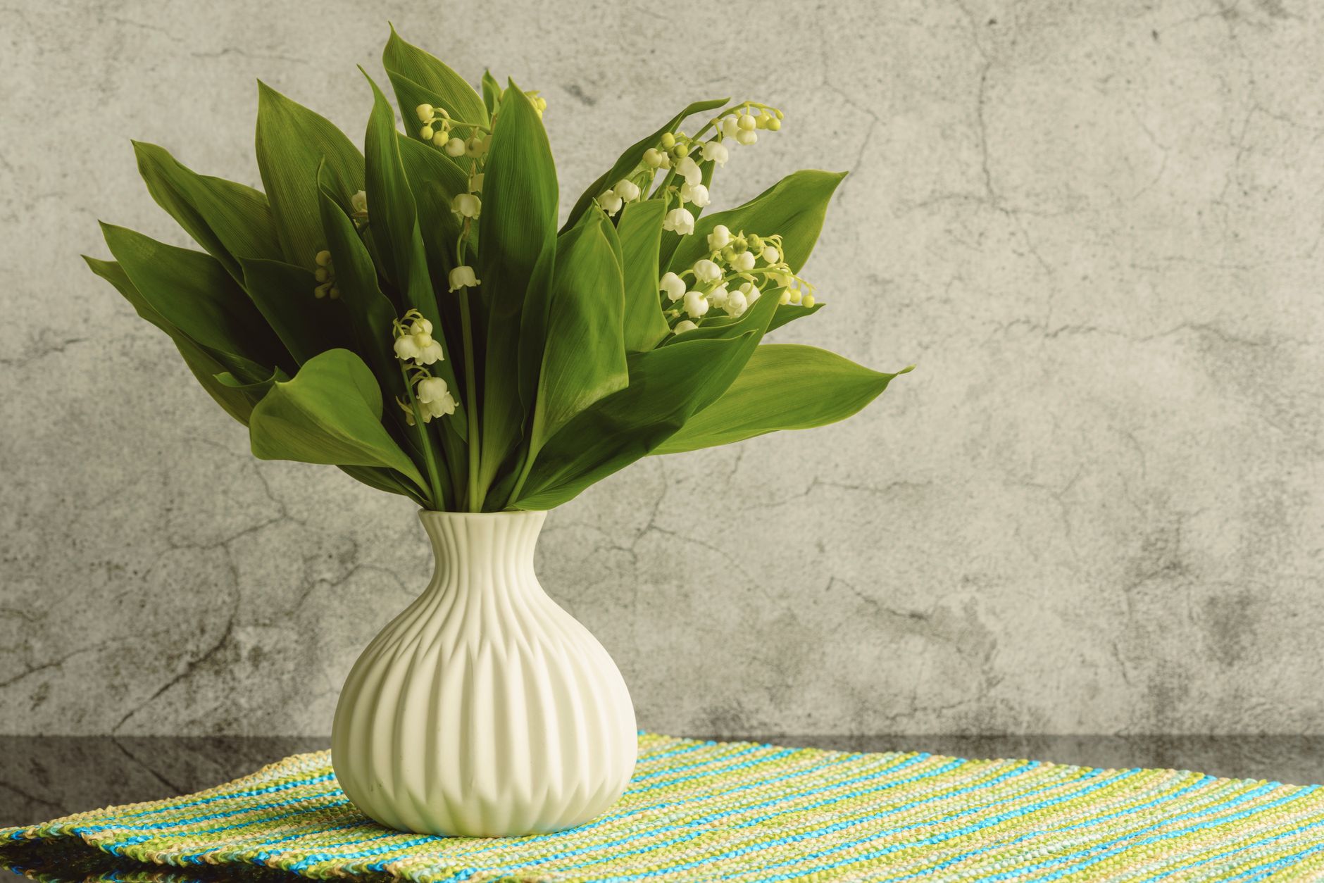 A bunch of lily of the valley with broad green leaves and small white bell-shaped flowers in a ribbed white vase