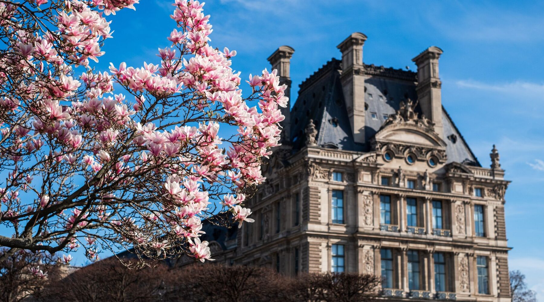 Pink magnolia blossom in full flower against a blue sky, in front of an ornate stone pavilion of the Louvre