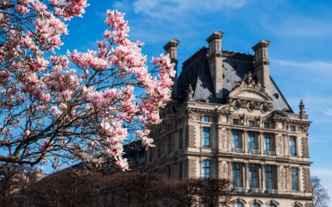 Pink magnolia blossom in full flower against a blue sky, in front of an ornate stone pavilion of the Louvre