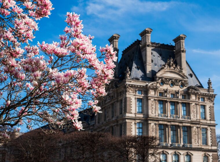 Pink magnolia blossom in full flower against a blue sky, in front of an ornate stone pavilion of the Louvre